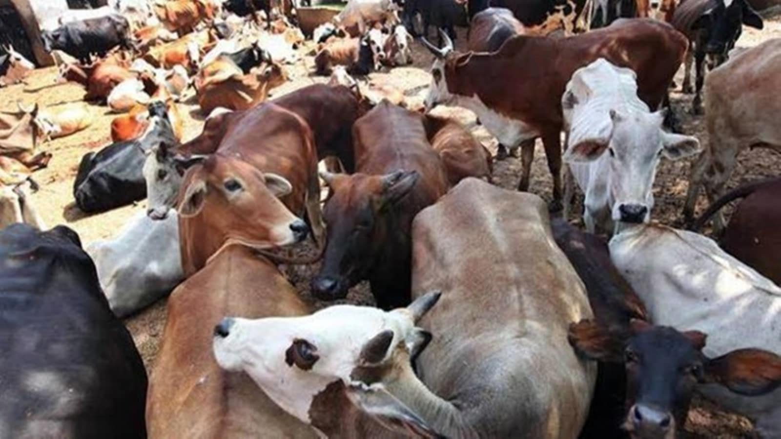 Durg , cattle smuggling ,six cattle rescued safely