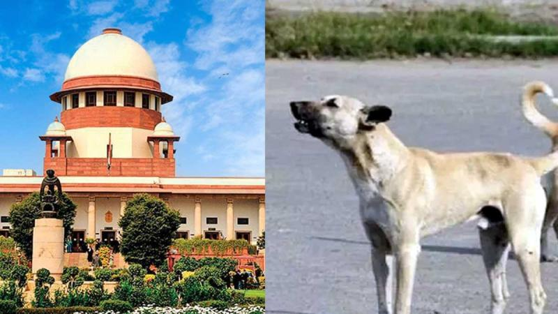 Street dogs, removed, public places, Supreme Court upholds old order
