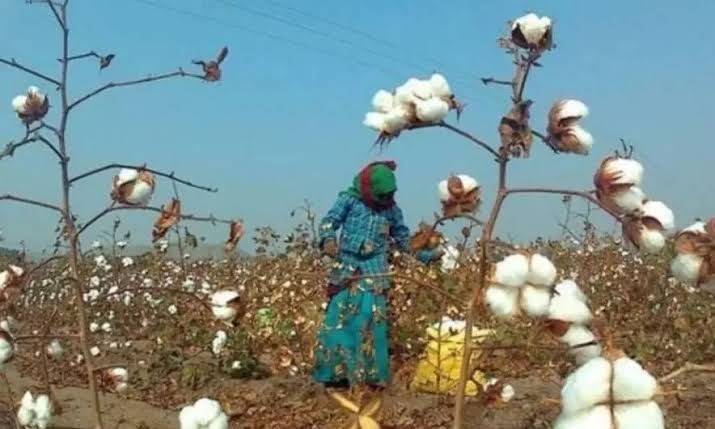 decision , MP government , free property registration; mandi fee ,cotton 