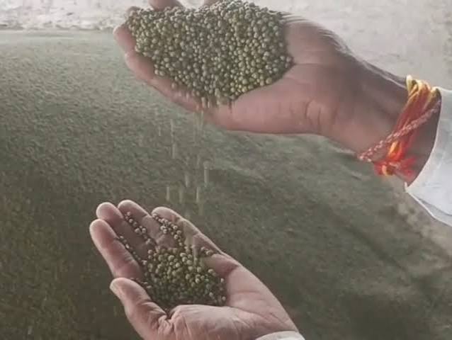 Moong prices ,quintal, bringing,farmers