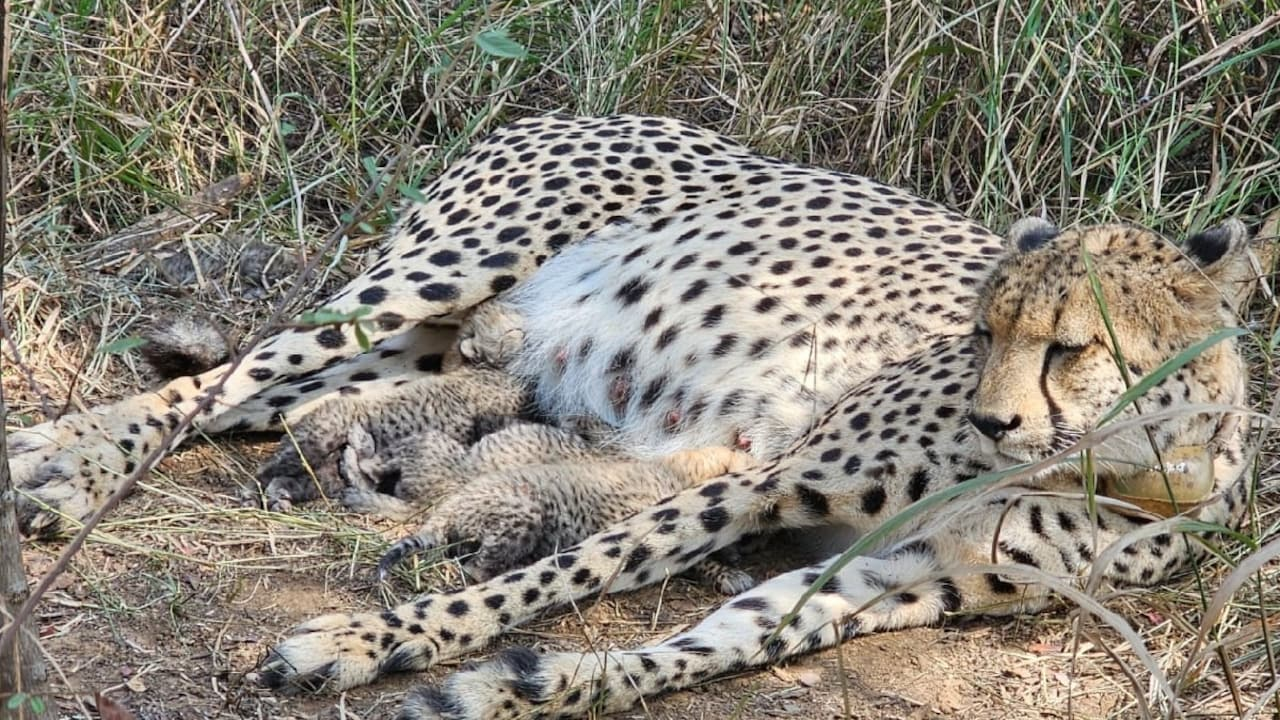  Cheetahs