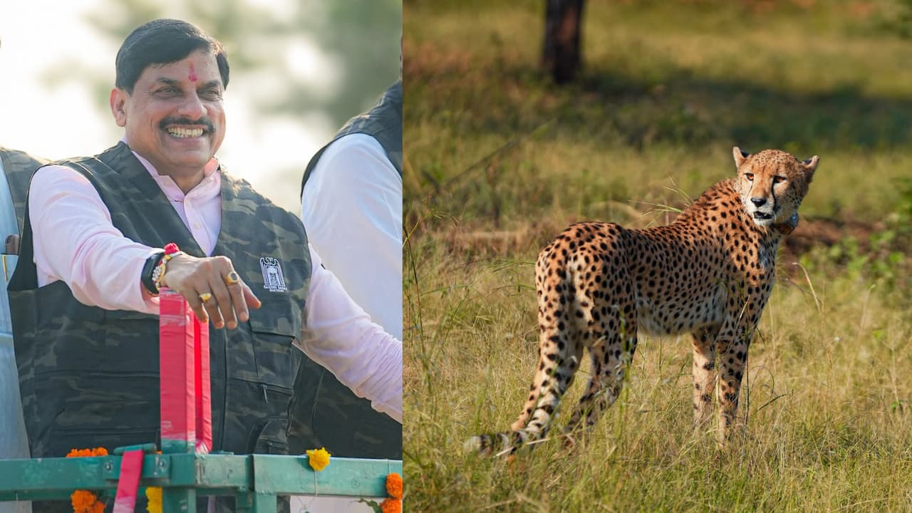   Number of cheetahs increases in Gandhi Sagar Sanctuary; total of 4 cheetahs now present.