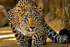 dhaar,  Leopard killed, 7-year-old boy