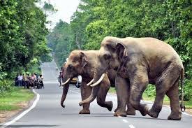 bhopal, Wild elephants, rise in Umaria, father saves ,baby girl , Barwani
