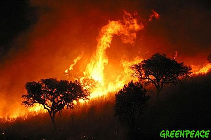 कान्हाकुंज के जंगल में आग
