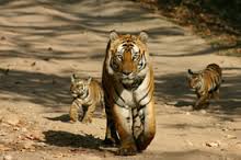 tiger