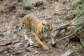 tiger