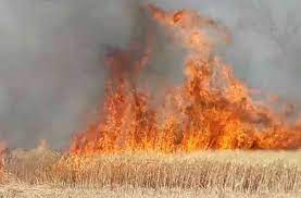 umaria, Fire burning ,wheat crop due to fire