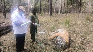 seoni, 12-year-old ,male tiger, dies , mutual conflict, Pench Park