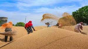 bhopal, Wheat procurement , support price