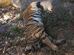 seoni,Sick old tiger, dies ,Pench National Park