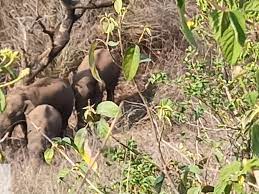 anuppur, Group of three elephants, reached Ahiragawa