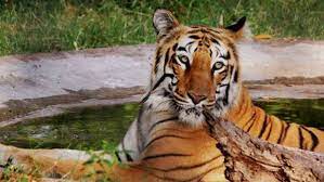 betul,4 tigers died , 5 years,district