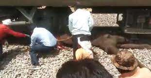 morena, Camel collided ,Shatabdi Express