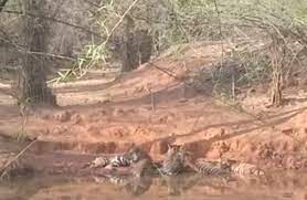 umaria, Six tigers ,seen together, Bandhavgarh Tiger Reserve