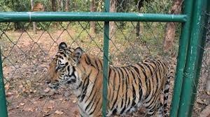 वन विहार नेशनल पार्क से लापता आदमखोर बाघ 6 घंटे बाद मिला