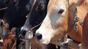 गाय का मांस खाने और बेचने का आरोप