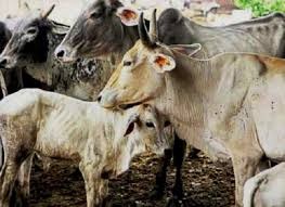 लम्पी रोग से मुक्त हुए प्रदेश के लगभग 86 प्रतिशत पशु 