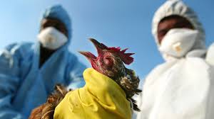 bird flu