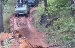 सतपुड़ा के बाघों ने रोका पर्यटकों का रास्ता वीडियो हुआ वायरल 