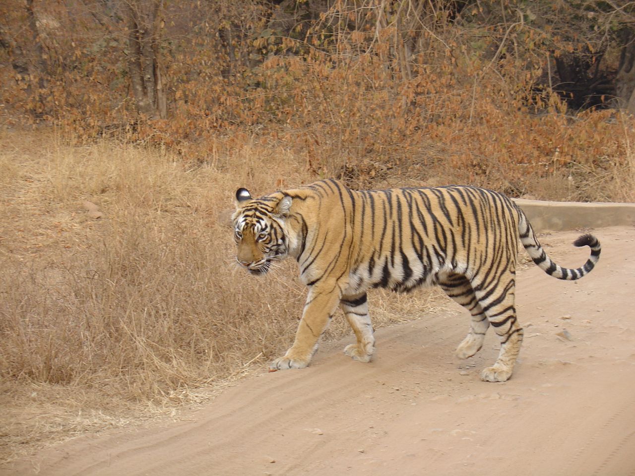 kolar tiger