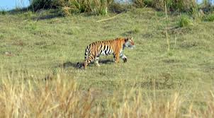 tiger