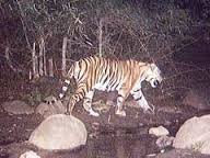 kolar tiger