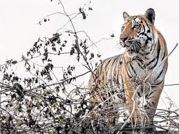tiger kolar